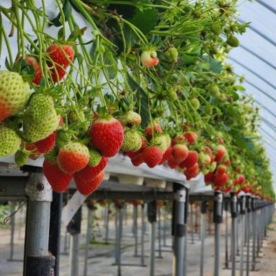 딸기 및 뮤지엄엑스 체험