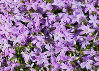 봄 꽃 우리(화단 가꾸기)