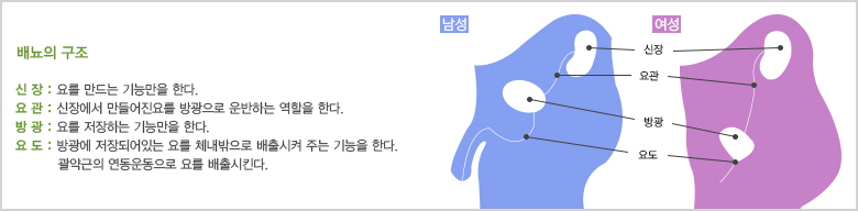 배뇨의 구조 이미지